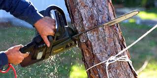 How Our Tree Care Process Works  in  Eatontown, NJ