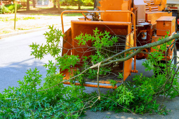 Best Hedge Trimming  in Eatontown, NJ